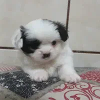 چندین کوچولو خانگی|سگ|شیراز, دست خضر|دیوار