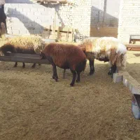 ۲۳عدد میش افشاری جوان درجه یک|حیوانات مزرعه|بجنورد, |دیوار