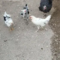 مرغ جوان گلین پنگوئنی
