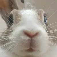 واگذاری خرگوش ماده