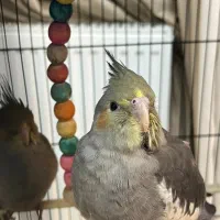 جوجه عروس هلندی دو ماهه|پرنده|تهران, منیریه|دیوار