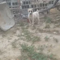 توله سگ افغانی