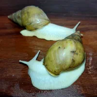 فروش فوری حلزون آچاتینا آلبینو قیمت خیلی پایین|خزنده|قم, باغ شریفی|دیوار