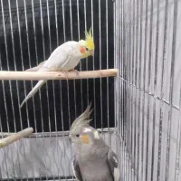 عروس هلندی نرو ماده|پرنده|ازنا, |دیوار