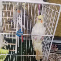 جفت عروس هلندی