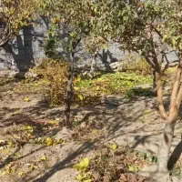 خدمات باغبانی ودرختکاری