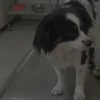 سلام یه ماده اشپیز دارم|سگ|اهواز, شهرک شهید عباس پور|دیوار