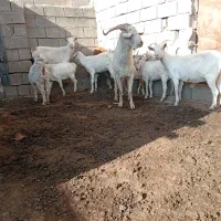 فروش بز سانن