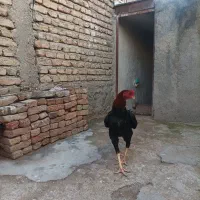 خروس لاری