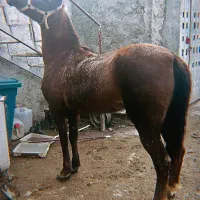 اسب مادیان