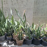 گل سانسوریا وگندمی