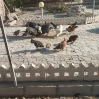 مرغ و خروس و بوقلمون