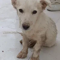 پاکوتاه