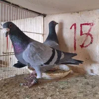 کبوتر های پرشی شهرستانی و تهرانی|پرنده|دماوند, دماوند|دیوار