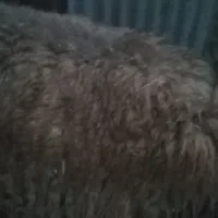 دوتا بره نر و ماده در معمولان