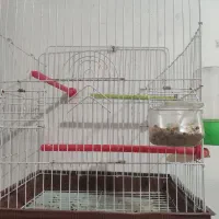 عروس هلندی گمشده