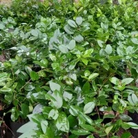 یاس کرتی|خدمات باغبانی و درختکاری|املش, |دیوار