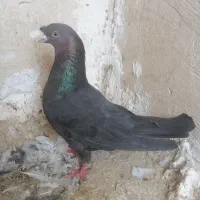 تافته ای کاکل پیشونی