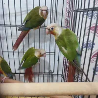 گرینچیک|پرنده|تهران, فلاح|دیوار