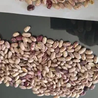 لوبیا چیتی درجه یک کرم روشن ازبکستان