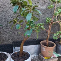 بونسای خرفه فیکوس کراسولا یشم|گل و گیاه طبیعی|فردیس, شهرک ۱۱۰|دیوار