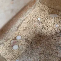 عروس هلندی|پرنده|شیراز, نصرآباد|دیوار