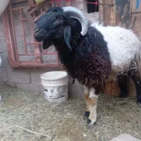 بره محلی چاق چاق