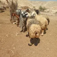 تیشتر و بره|حیوانات مزرعه|دوگنبدان, |دیوار