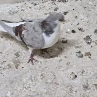 کبوتر|پرنده|مشهد, فریزی|دیوار