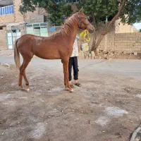 اسب مادیون عرب|اسب و تجهیزات اسبسواری|امیدیه, |دیوار