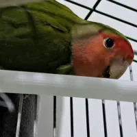 طوطی برزیلی