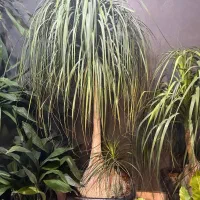 گلدون فلز ، گل و گیاه آپارتمانی|گل و گیاه طبیعی|شاندیز, |دیوار