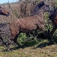 کره هشت ماهه نیلی نر