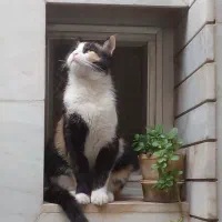 واگذاری گربه اهلی