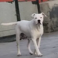 داگو آرژلنتینو .|سگ|بومهن, |دیوار