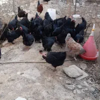 لاری مرندی مرغ سیاه تخمی جوان خروس سیاه محلی