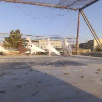 کفتر|پرنده|قائن, |دیوار