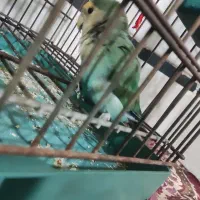 طوطی کوتوله