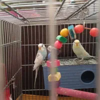 مرغ عشق اسپانگل