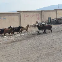 گوسفند