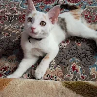 گربه|گربه|مشهد, سیس‌آباد|دیوار