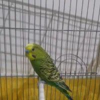 مرغ عشق|پرنده|فولادشهر, B2|دیوار