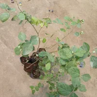 ـ نهـال بلوبری دوک|خدمات باغبانی و درختکاری|آمل, |دیوار