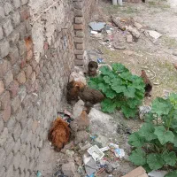 جوجه مرغ برهما ۵ماه