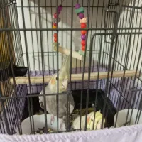 عروس هلندی نر وماده