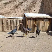 جوجه لاری|حیوانات مزرعه|تبریز, |دیوار