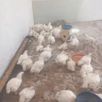 مرغ گوشتی خونگی
