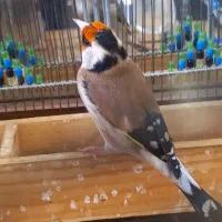 سهره مست کت شل کن حنجره دار|پرنده|شیراز, نیستان|دیوار