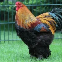 برهما غول پیکر سنگین وزن اگه میخوای زنگ بزن