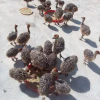 شتر مرغ|حیوانات مزرعه|شیراز, دارالرحمه|دیوار